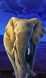 African Elephant